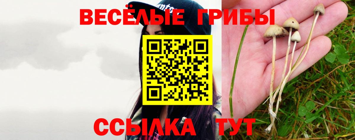 как найти   Псилоцибиновые грибы GOLDEN TEACHER  Вход с VPN  Люберцы 